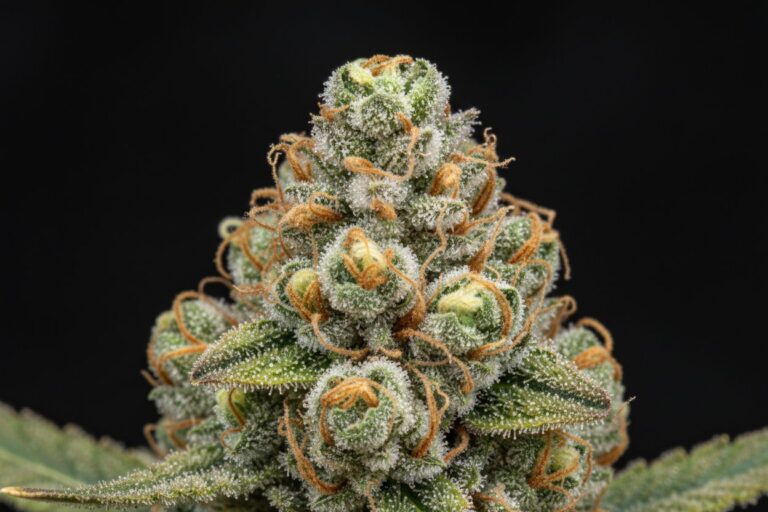 Pourquoi acheter du CBD sur La petite herboristerie ?